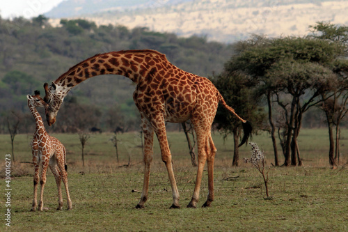 Mother and baby giraffes kissing