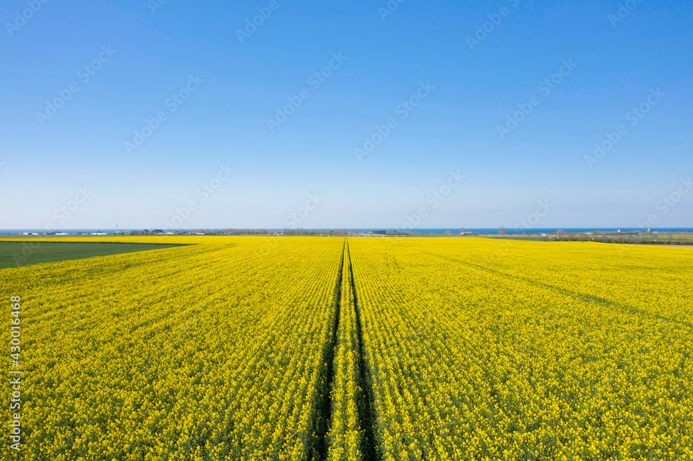 Un champ de colza jaune traversé par un chemin et la mer de la Manche en France, en Normandie, dans le Calvados, au bord de la Manche.