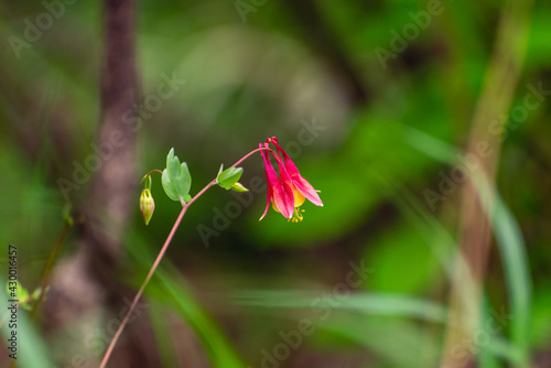 A red columbine flower in the spring