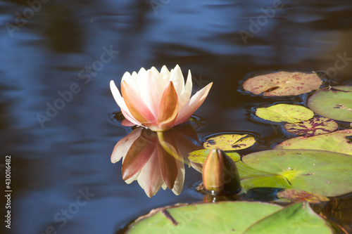 White Water Lily floating among lily pads