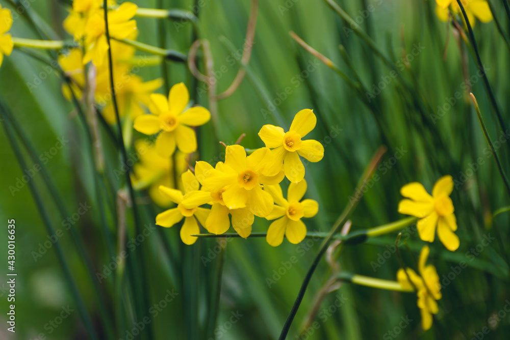 Obraz premium tiny yellow daffodils in Spring