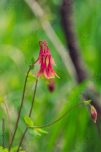 A red columbine flowers in the spring