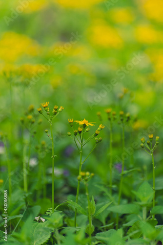 yellow flowers in a field