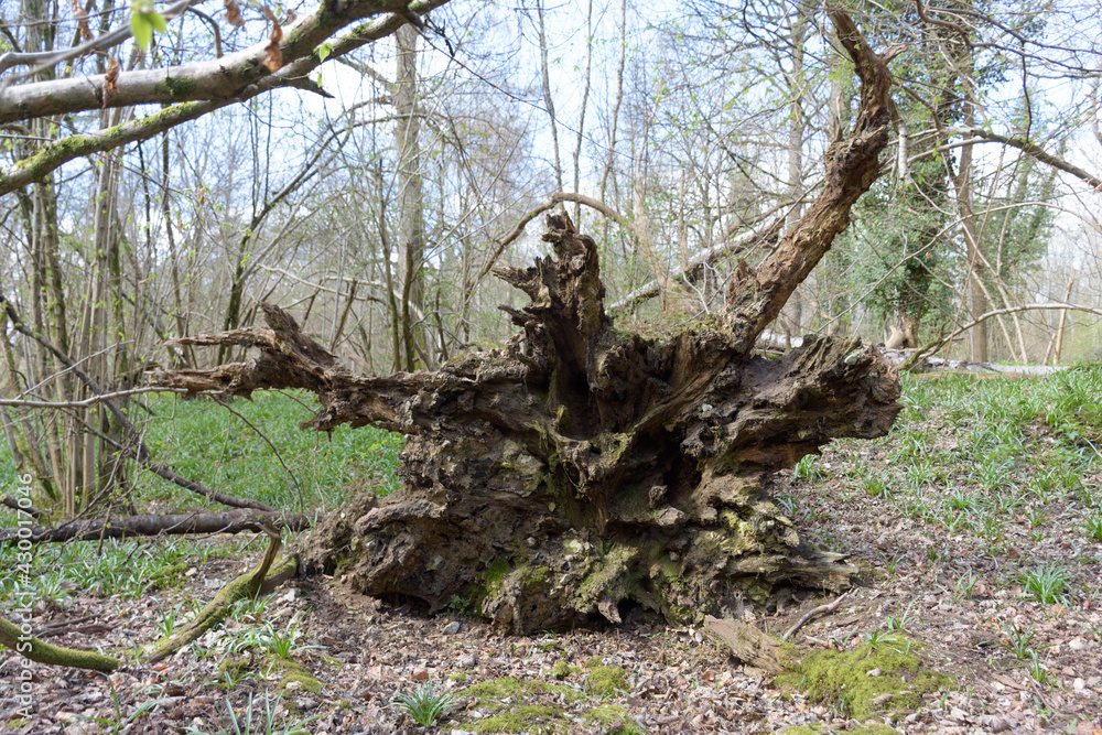 tree roots tree roots