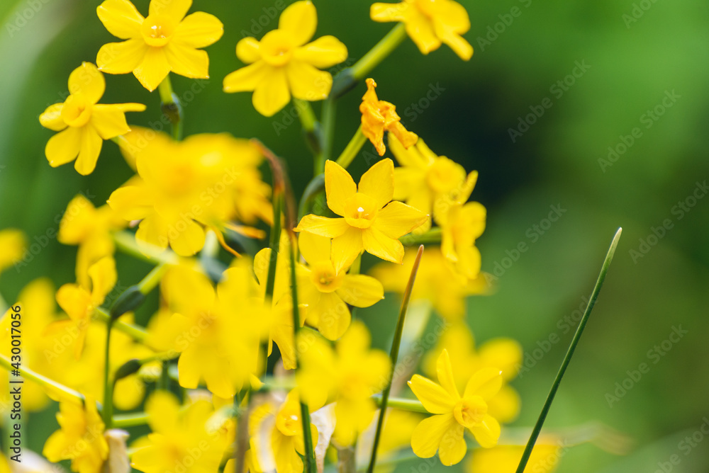 Fototapeta premium tiny yellow daffodils in Spring