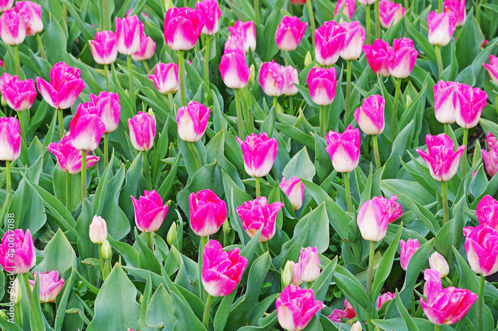 Beautiful view of tulips under sunlight landscape Beautiful view of tulips under sunlight landscape