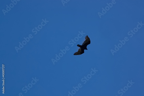 Bird flying in a blue sky