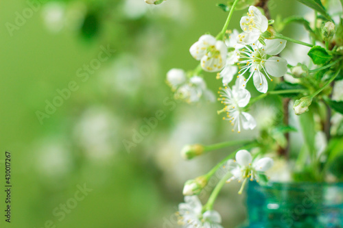 bouquet of delicate white cherry blossoms in a glass jar with water in home interior. Cherry blossom tree branch