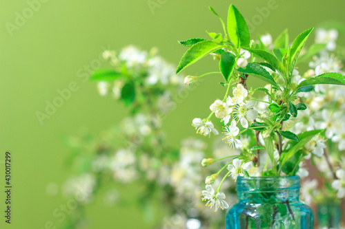 bouquet of delicate white cherry blossoms in a glass jar with water in home interior. Cherry blossom tree branch