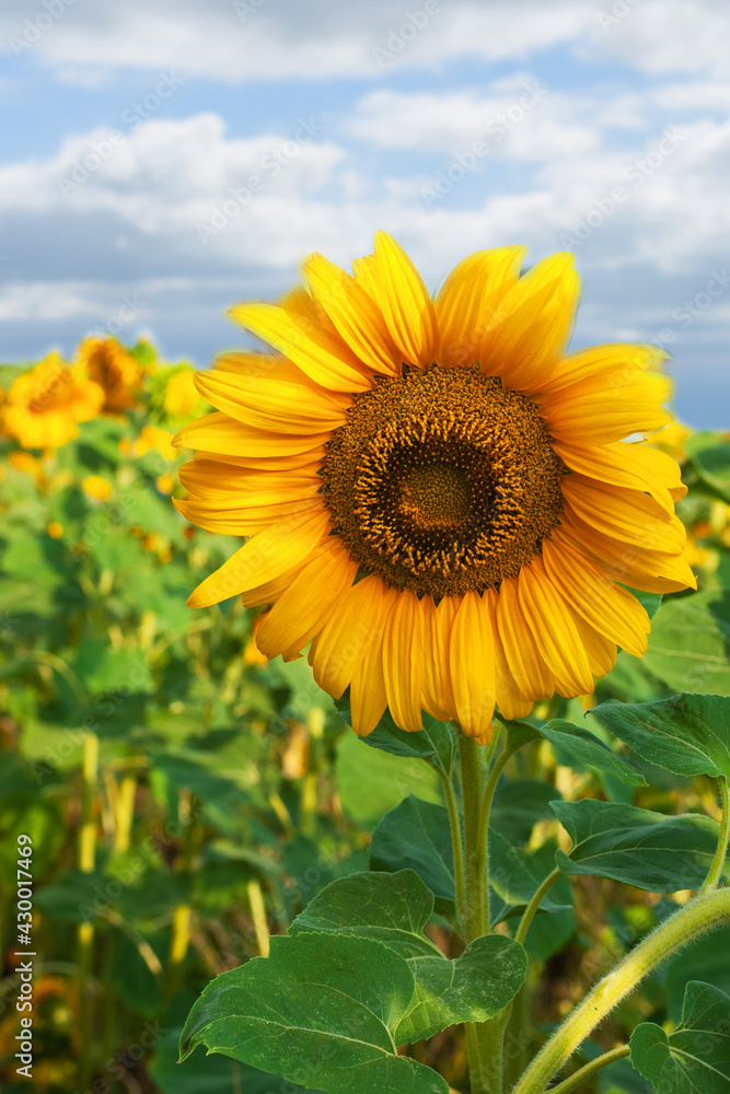 Fototapeta premium Sunflower flower on a background of the sky.