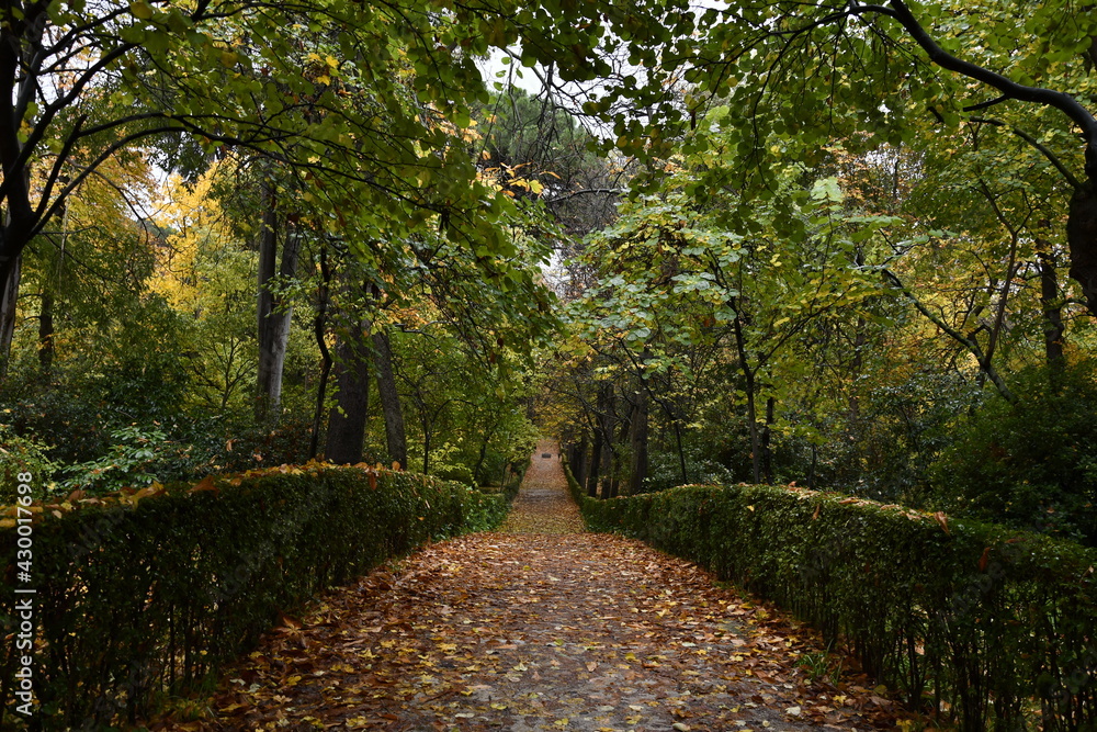 Camino otoñan en el parque del Retiro. Madrid Camino otoñan en el parque del Retiro. Madrid