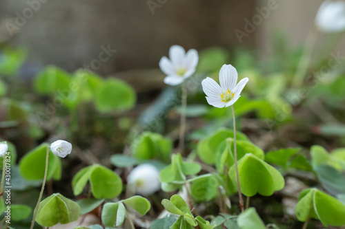 Closeup of a sourgrass flower, Oxalis, on natural forest floor. photo