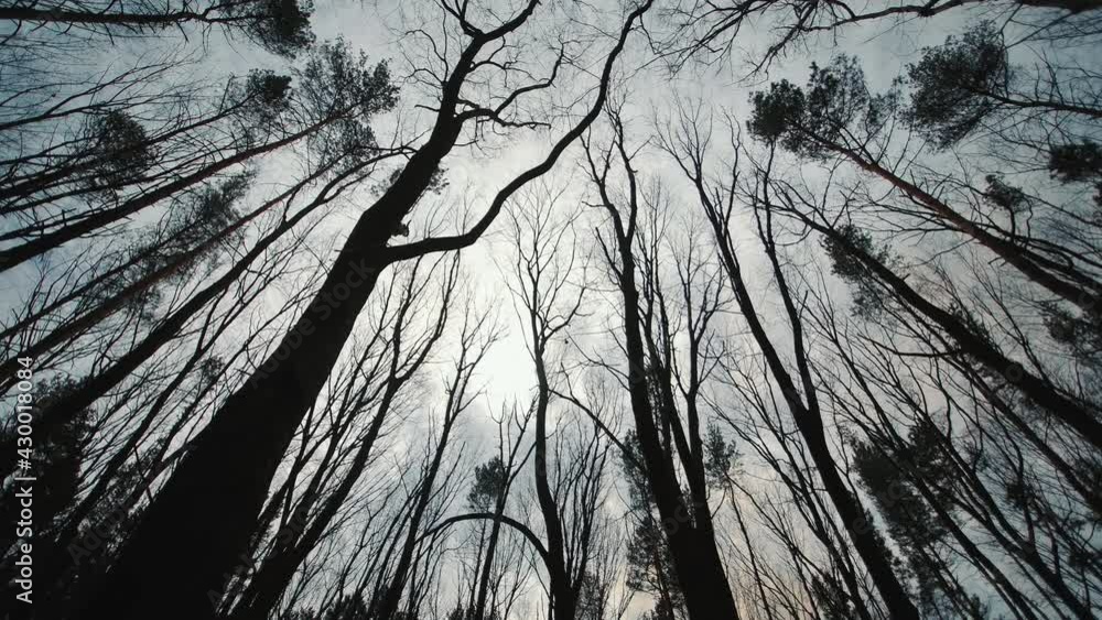 dark gloomy forest and treetops. Movement between trees in a dark forest top view.