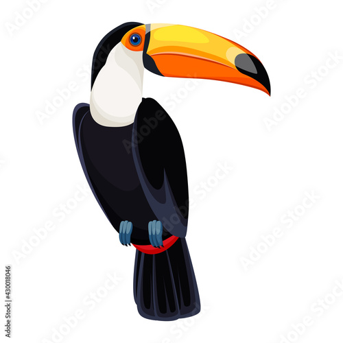 Red-billed toucan or toucan toco Ramphastos toco. Tropical bird. Colorful vector isolated, transparent background.