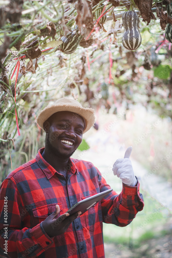 Obraz premium African farmer man checks a melon of organic vegetable farm with using tablet