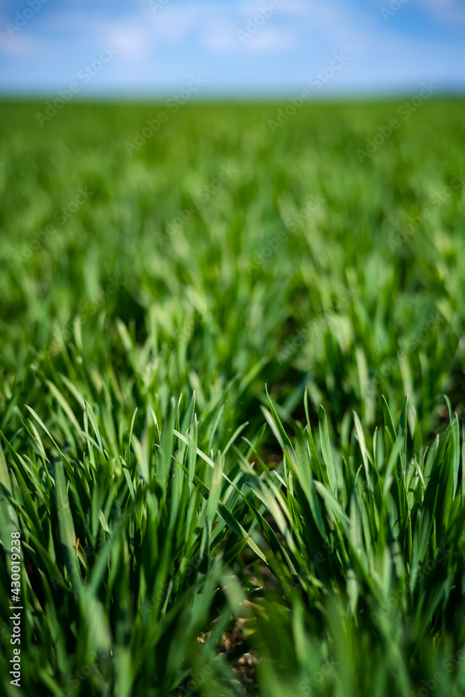 rich green young wheat in early spring rich green young wheat in early spring