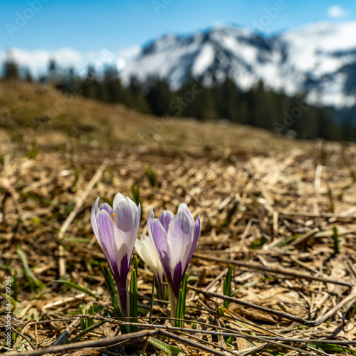 ein violetter Krokus unter vielen weissen auf der Weissenfluhalpe, weisse Krokusse blühen, sobald der Schnee geschmolzen war. Im Hintergrund sind Berge. photo