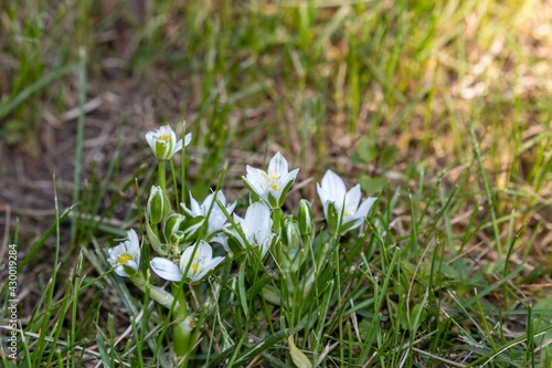 Small white flowers and buds Poultry plant (Latin Ornithogalum) is a genus of perennial bulbous herbaceous plants of the subfamily Hyacinths (Hyacinthaceae)