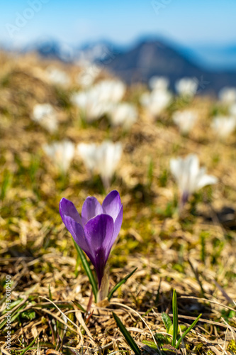 ein violetter Krokus unter vielen weissen auf der Weissenfluhalpe, weisse Krokusse blühen, sobald der Schnee geschmolzen war. Im Hintergrund sind Berge. photo