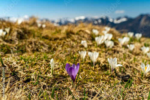 ein violetter Krokus unter vielen weissen auf der Weissenfluhalpe, weisse Krokusse blühen, sobald der Schnee geschmolzen war. Im Hintergrund sind Berge. photo