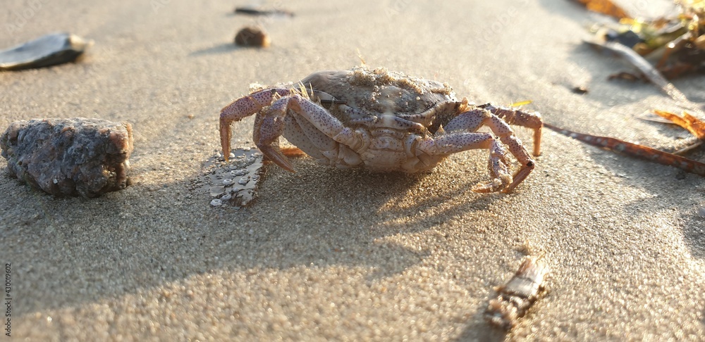 sea crab on the sandy beach by the sea landscape at sunset