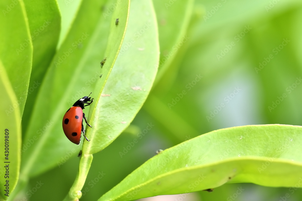 Natural pest control: Detail of a ladybug eating an aphid on a tree leaf Natural pest control: Detail of a ladybug eating an aphid on a tree leaf