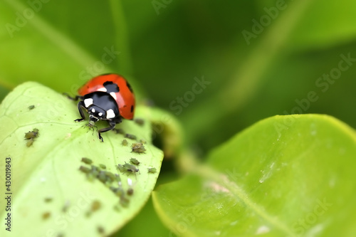 Natural pest control: Detail of a ladybug eating an aphid on a tree leaf © Miguel Ángel RM