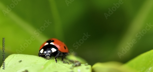 Natural pest control: Detail of a ladybug eating an aphid on a tree leaf © Miguel Ángel RM