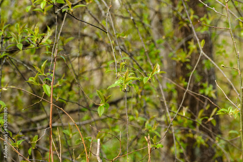 small tree branches in spring on neutral blur background