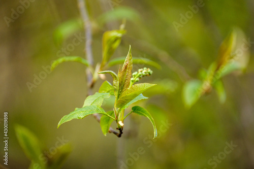 small tree branches in spring on neutral blur background © Martins Vanags