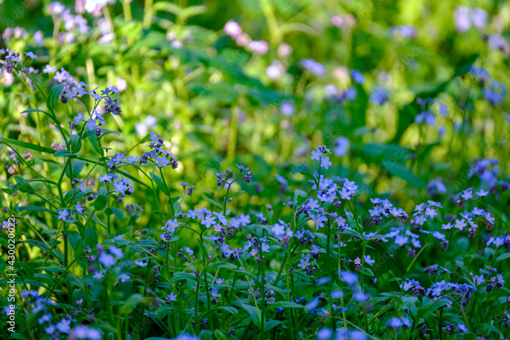 green summer meadow abstract texture with flowers green summer meadow abstract texture with flowers
