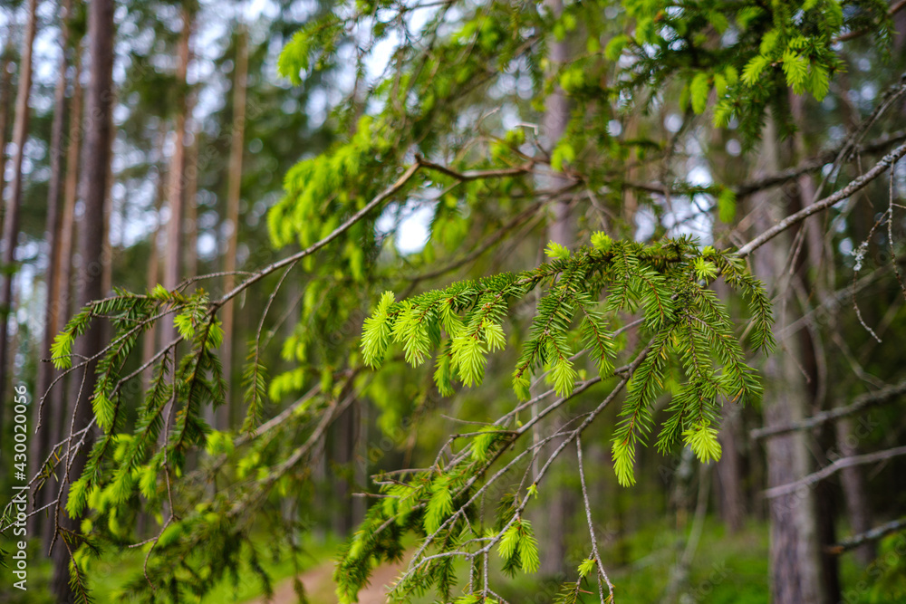 small tree branches in spring on neutral blur background small tree branches in spring on neutral blur background