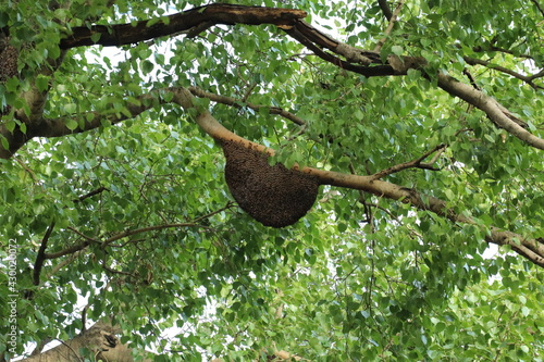 honey comb on tree