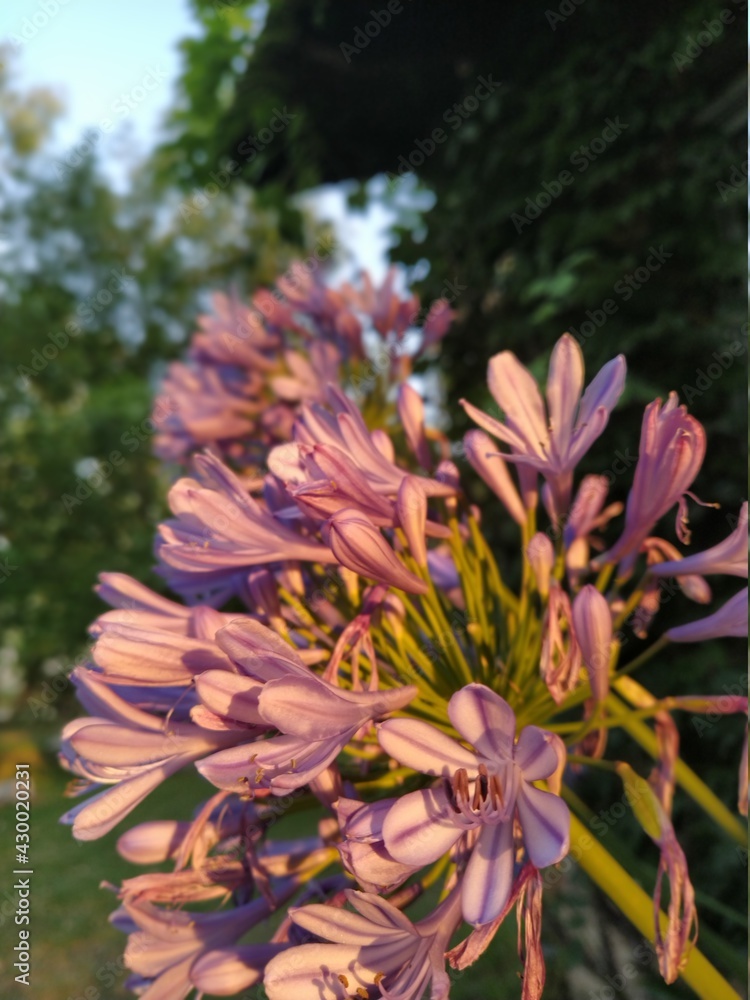 Fototapeta premium orange flower in the garden