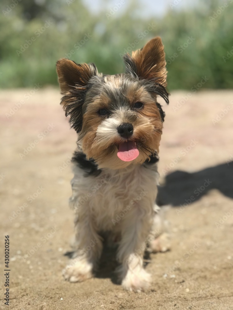 yorkshire terrier on the beach yorkshire terrier on the beach