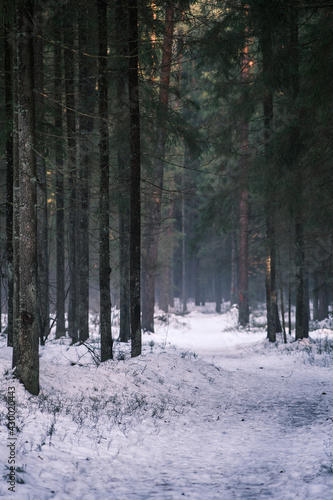 magical winter forest with trees under snow cover