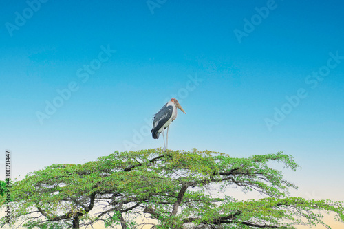 Single south Africa Leptoptilos very large tropical stork  also the adjutant bird  with bare head and neck and black wings sitting on the top of huge tree with green leaves against blue sky at savanna
