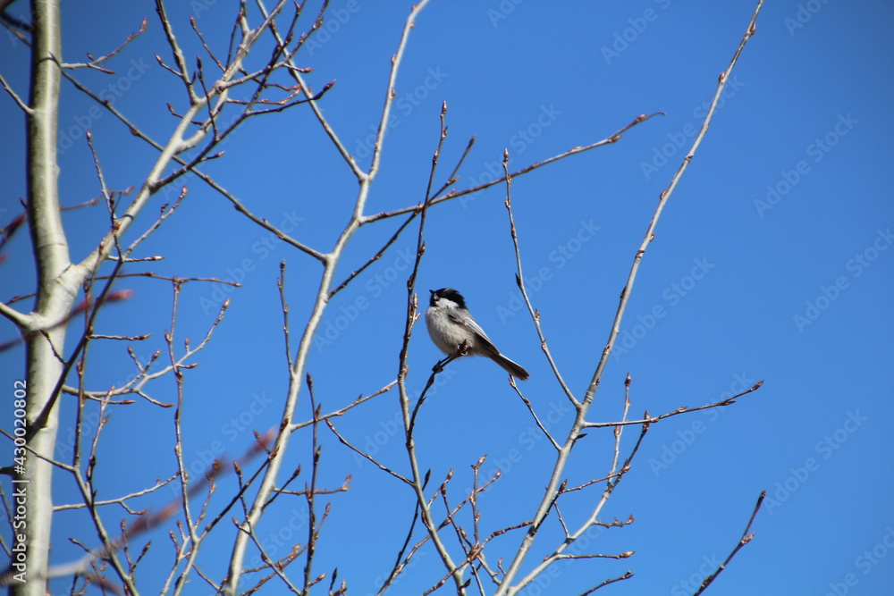 Chickadee In The Tree, Pylypow Wetlands, Edmonton, Alberta Chickadee In The Tree, Pylypow Wetlands, Edmonton, Alberta