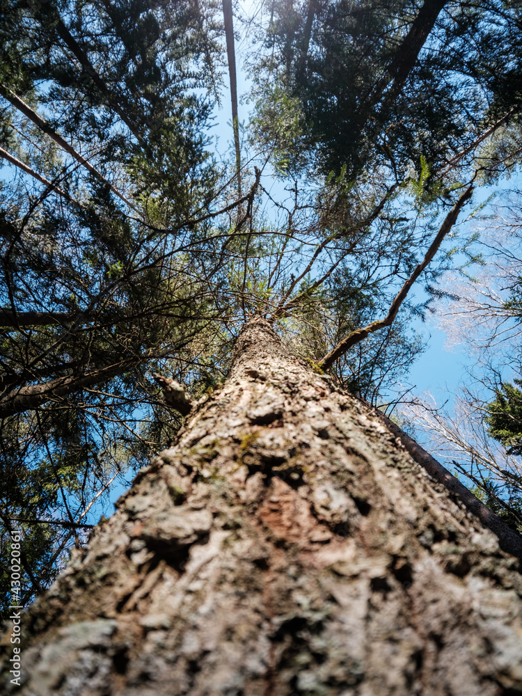 tree trunk textured background in spring forest tree trunk textured background in spring forest