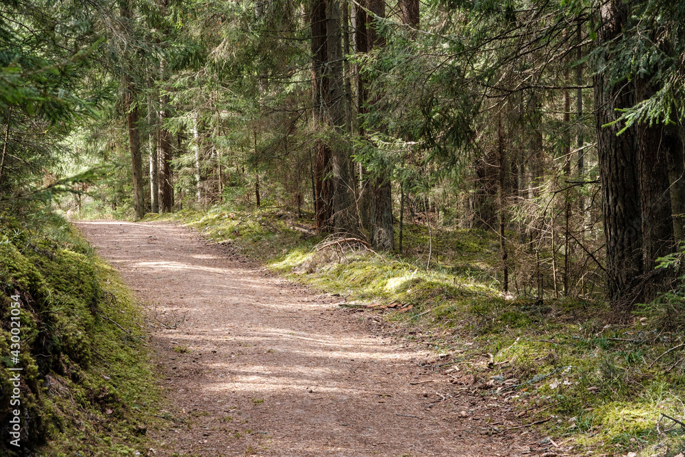 Fototapeta premium beautiful gravel road footpath in the spring forest