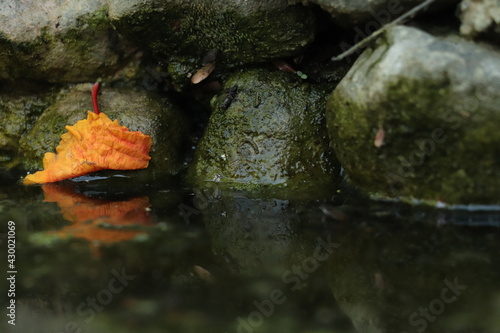 abstract of orange leaves on the water
