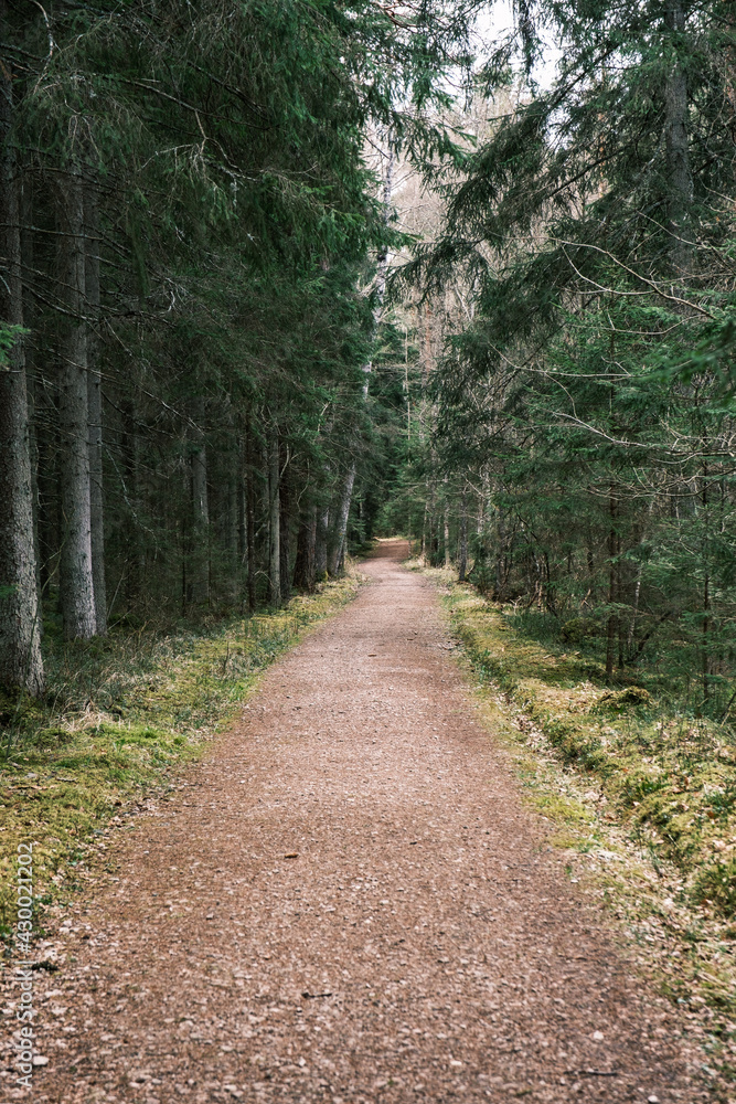 Obraz premium beautiful gravel road footpath in the spring forest
