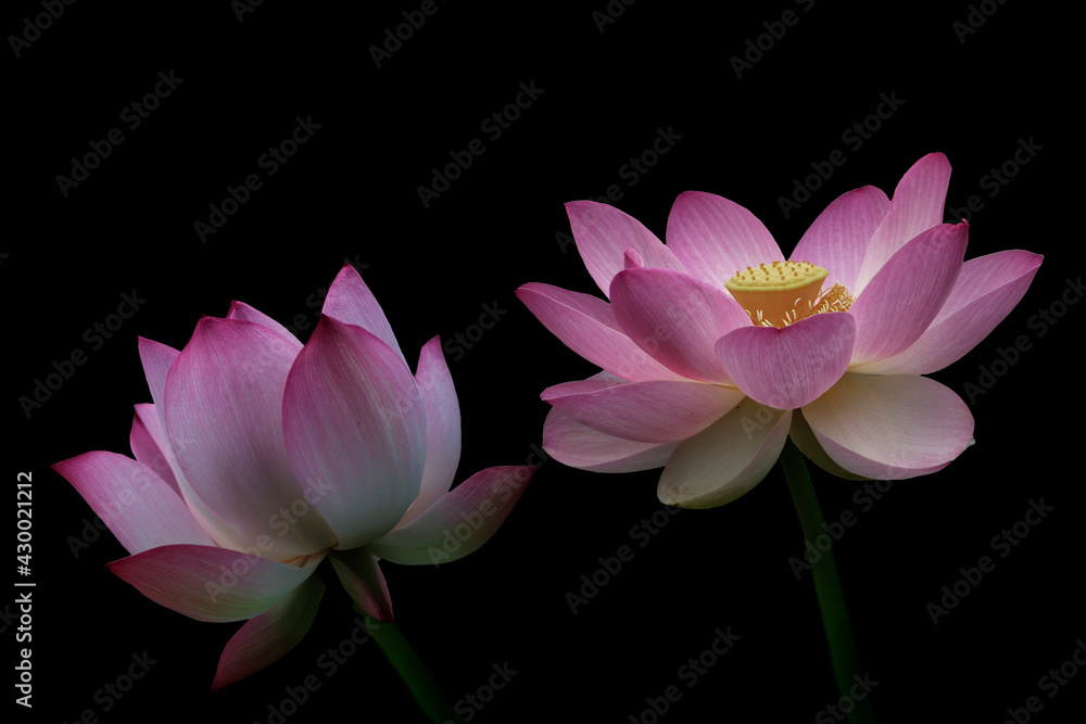 Pink lotus flowers, isolated on black background. Object with clipping path.