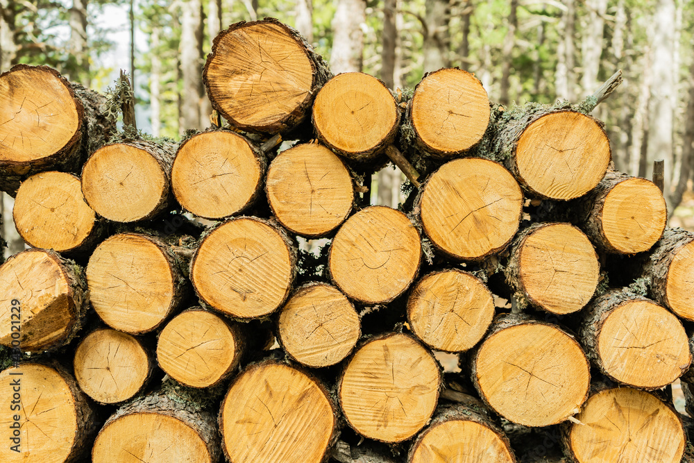 Pile of wood logs background.Wooden trunks as wallpaper ,firewood texture ready for winter, storage or process industry .