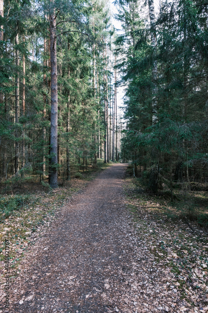 Fototapeta premium beautiful gravel road footpath in the spring forest