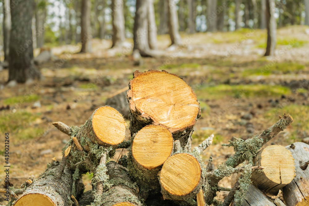 Closeup view of pile of wood logs.Timber trunks as wallpaper ,firewood texture ready for winter, or wood industry background..