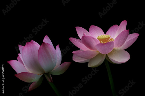 Pink lotus flowers  isolated on black background. Object with clipping path.