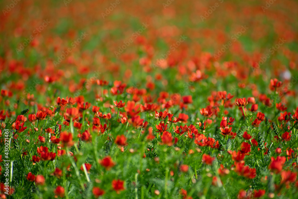 Close-up shot of Summer Pheasant's-Eye (Adonis aestivalis
