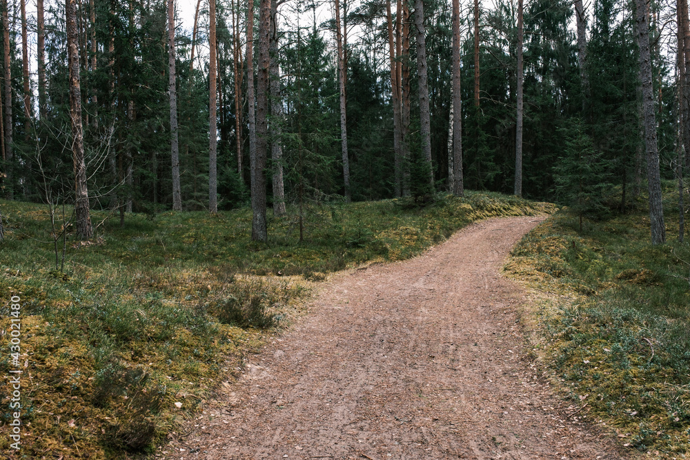 beautiful gravel road footpath in the spring forest beautiful gravel road footpath in the spring forest