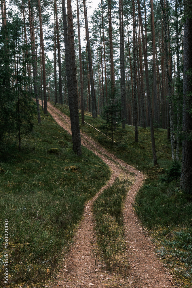 beautiful gravel road footpath in the spring forest beautiful gravel road footpath in the spring forest